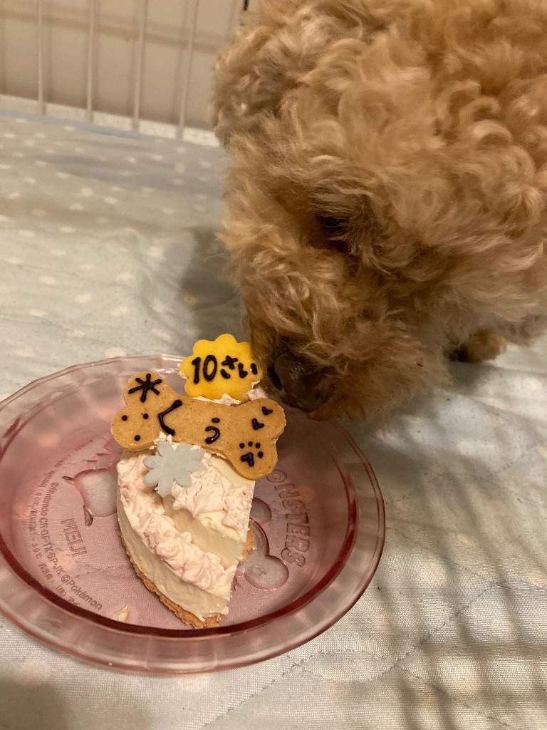 Dog birthday